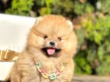Ayı Surat Pomeranian Boo Yavrular