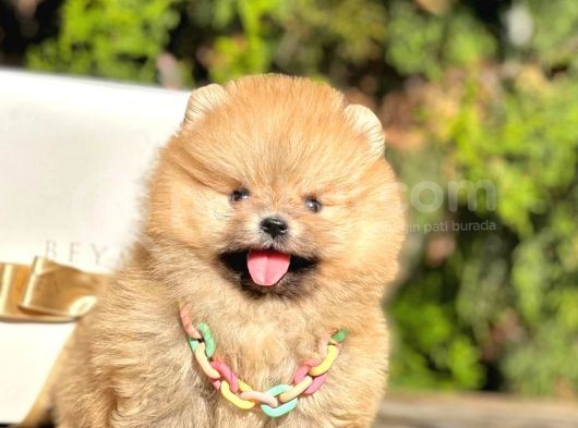 Ayı Surat Pomeranian Boo Yavrular
