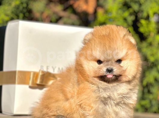 Ayı Surat Pomeranian Boo Yavrular görsel