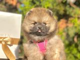 Ayı Surat Pomeranian Boo Yavrular