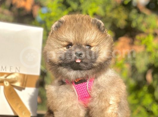 Ayı Surat Pomeranian Boo Yavrular görsel