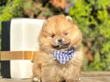 Ayı Surat Pomeranian Boo Yavrular