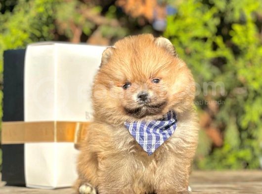 Ayı Surat Pomeranian Boo Yavrular görsel