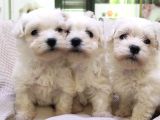 Maltese Terri̇er Sifir Numara Irk Garanti̇li̇