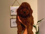 A Kalitede Mükemmel Toy Poodle Yavrumuz