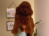 A Kalitede Mükemmel Toy Poodle Yavrumuz