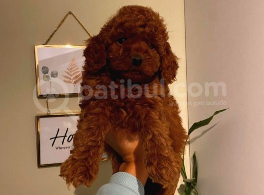 A Kalitede Mükemmel Toy Poodle Yavrumuz görsel