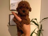 Sağlık Ve Ömür Boyu Irk Garantili Poodle Yavrularımız