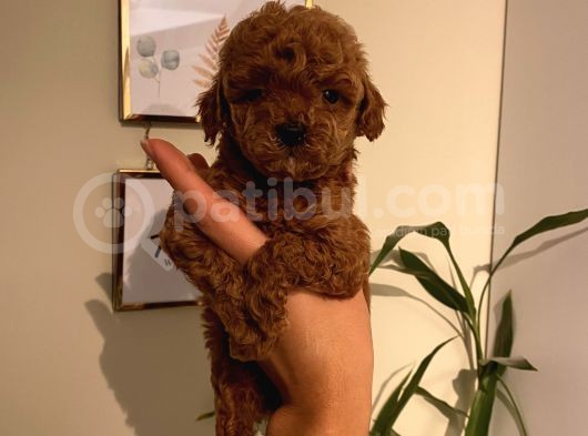 Sağlık Ve Ömür Boyu Irk Garantili Poodle Yavrularımız görsel