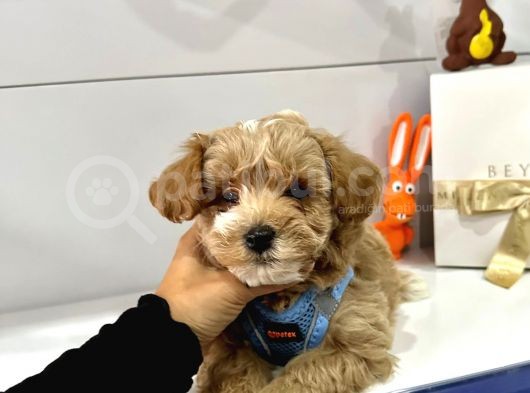 Muhtesem Guzellikte Maltipoo Bebeklerimiz görsel