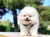 Safkan Pomeranian Boo Yavrularımız