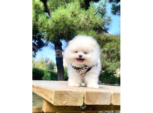 Safkan Pomeranian Boo Yavrularımız