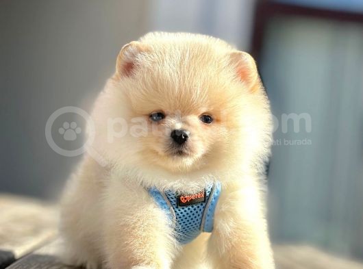Safkan Teddy Bear Pomeranian Boo Yavrularımız görsel