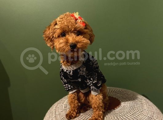 Ev Ortamında Büyüyen Poodle Yavrularımız görsel