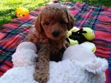 Sağlik Ve Irk Garanti̇li̇ Red Brown Toy Poodle Yavrularimiz