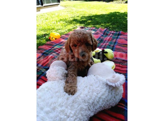 Sağlik Ve Irk Garanti̇li̇ Red Brown Toy Poodle Yavrularimiz