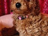 Sağlik Ve Irk Garanti̇li̇ Red Brown Toy Poodle Yavrularimiz