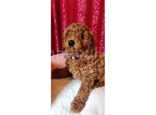 Sağlik Ve Irk Garanti̇li̇ Red Brown Toy Poodle Yavrularimiz görsel