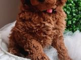 Sağlik Ve Irk Garanti̇li̇ Red Brown Toy Poodle Yavrularimiz