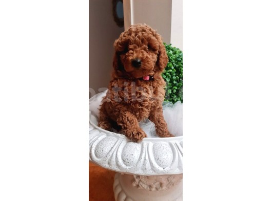 Sağlik Ve Irk Garanti̇li̇ Red Brown Toy Poodle Yavrularimiz görsel