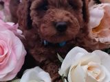 Sağlik Ve Irk Garanti̇li̇ Red Brown Toy Poodle Yavrularimiz