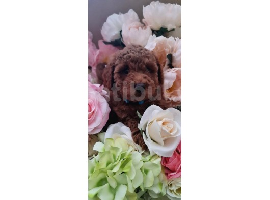 Sağlik Ve Irk Garanti̇li̇ Red Brown Toy Poodle Yavrularimiz görsel