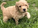 Sağlik Ve Irk Garanti̇li̇ Toy Poodle Yavrularimiz