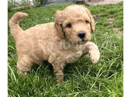 Sağlik Ve Irk Garanti̇li̇ Toy Poodle Yavrularimiz