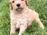 Sağlik Ve Irk Garanti̇li̇ Toy Poodle Yavrularimiz