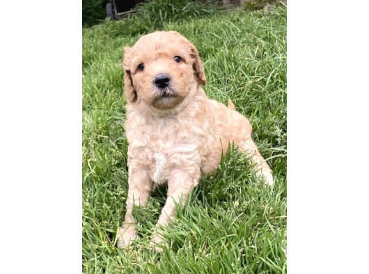 Sağlik Ve Irk Garanti̇li̇ Toy Poodle Yavrularimiz görsel