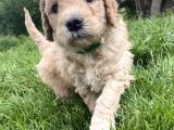 Sağlik Ve Irk Garanti̇li̇ Toy Poodle Yavrularimiz