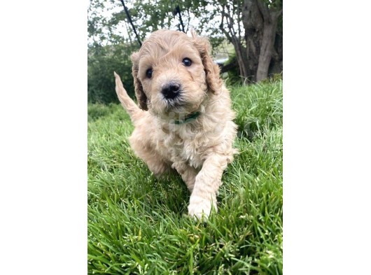 Sağlik Ve Irk Garanti̇li̇ Toy Poodle Yavrularimiz görsel