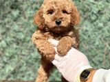 Efsane Guzellikte Poodle Bebeklerimiz