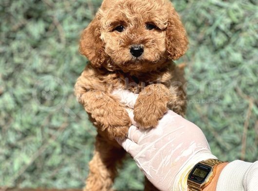 Efsane Guzellikte Poodle Bebeklerimiz görsel