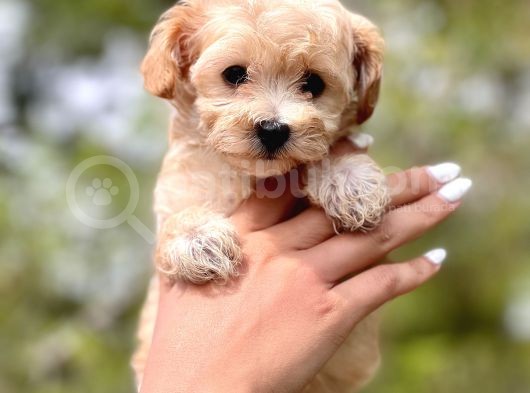 Sevi̇mli̇ Malti̇poo Bebekler