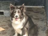 Renk Renk Border Collie Yavrular