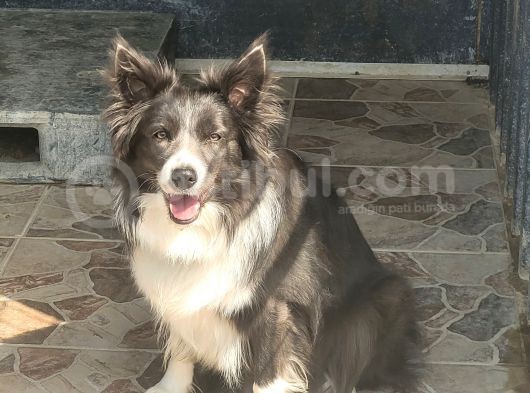Renk Renk Border Collie Yavrular görsel