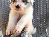 Renk Renk Border Collie Yavrular