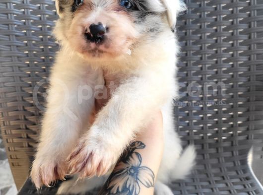 Renk Renk Border Collie Yavrular görsel