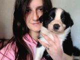 Renk Renk Border Collie Yavrular