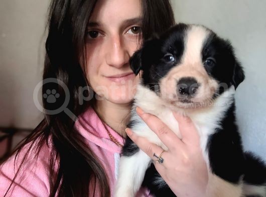 Renk Renk Border Collie Yavrular