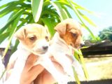 Muhteşem Güzellikte Jack Russel Yavrular