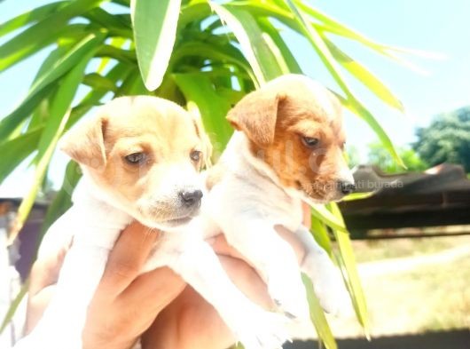Muhteşem Güzellikte Jack Russel Yavrular