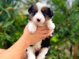 Tricolor Border Collie Yavrularimiz