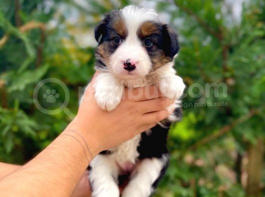 Tricolor Border Collie Yavrularimiz görsel