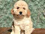 Efsane Guzellikte Poodle Bebeklerimiz