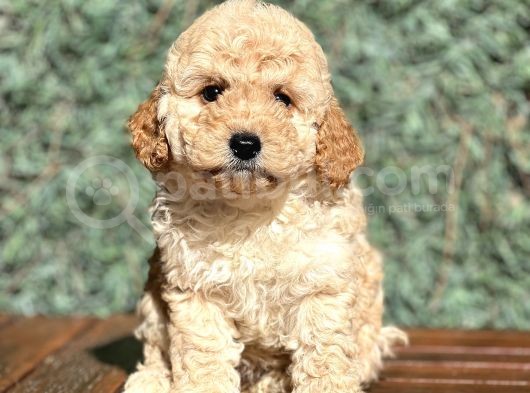 Efsane Guzellikte Poodle Bebeklerimiz görsel