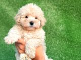 Mi̇ni̇ Boy Orji̇nal Malti̇poo Yavrulari