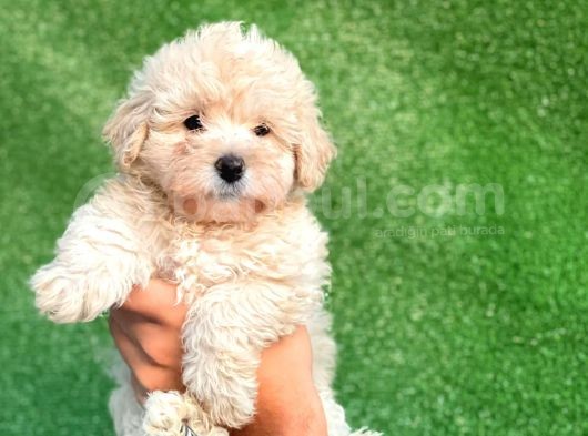 Mi̇ni̇ Boy Orji̇nal Malti̇poo Yavrulari