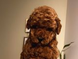 Sağlık Ve Ömür Boyu Irk Garantili Poodle Yavrularımız